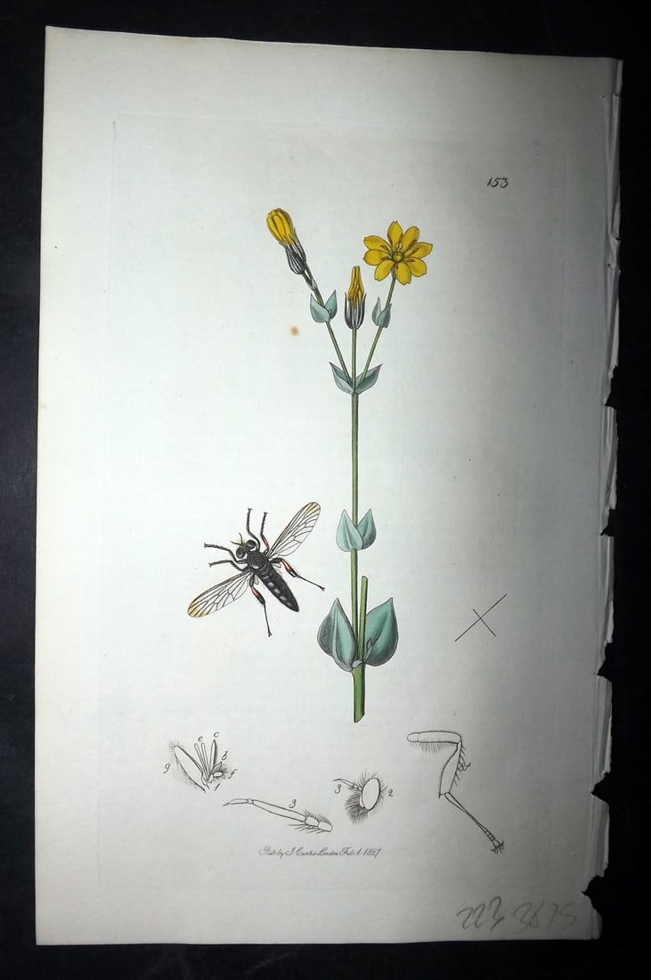 Curtis, William 1827 Hand Col Insect Botanical Print. Dasypogon Brevirostris 153 (1 of 1)
