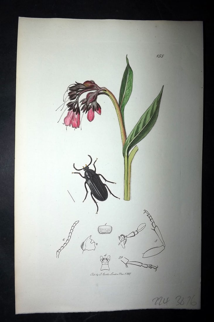 Curtis, William 1827 Hand Col Insect Botanical Print. Melandrya Canaliculata 155 (1 of 1)
