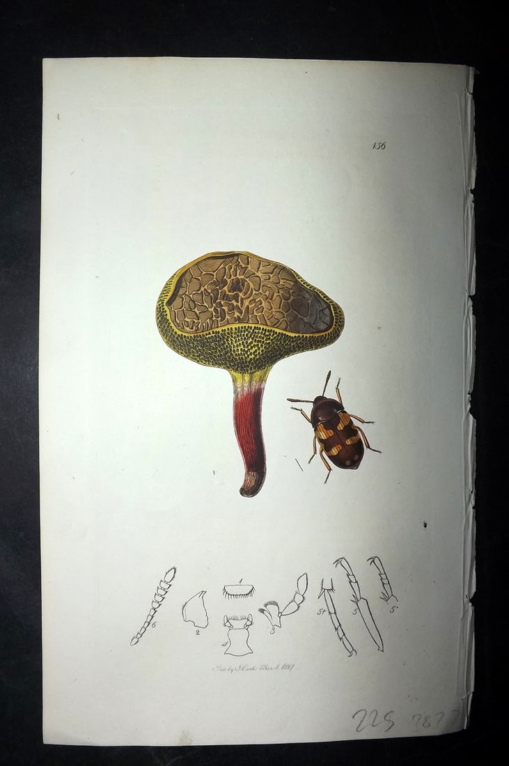 Curtis, William 1827 Hand Col Insect Botanical. Mycetophagus Piceus & Boletus Mushroom 156 (1 of 1)