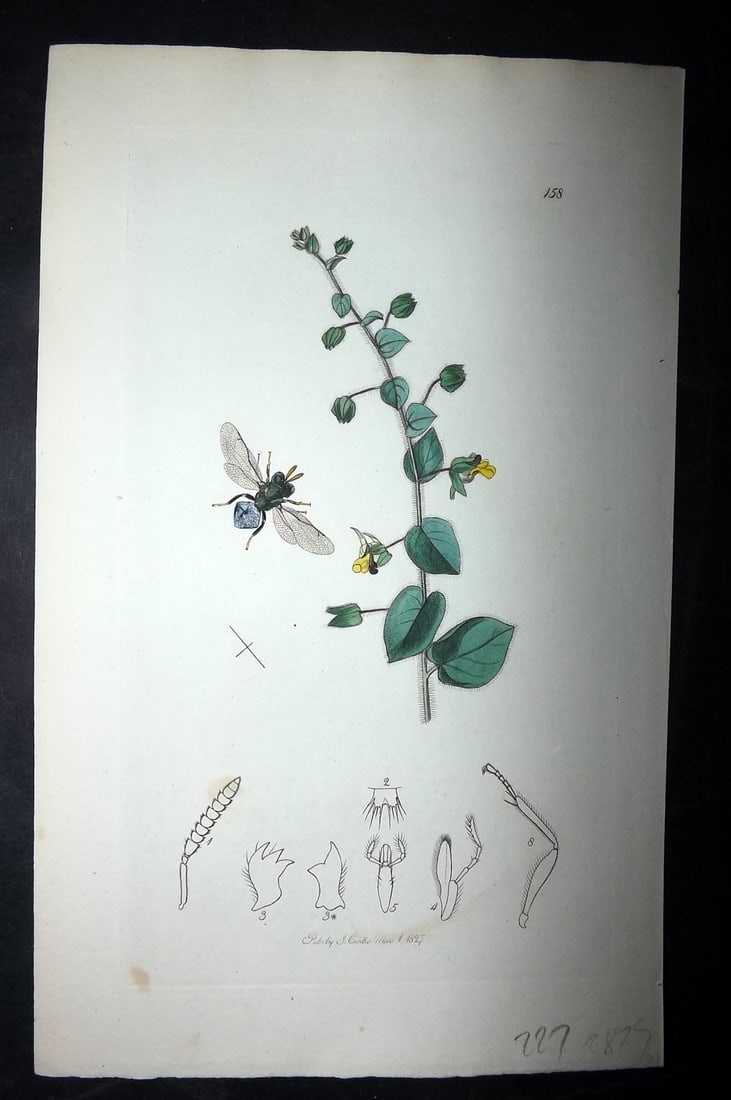 Curtis, William 1827 Hand Col Insect Botanical Print. Perilampus Pallipes 158 (1 of 1)