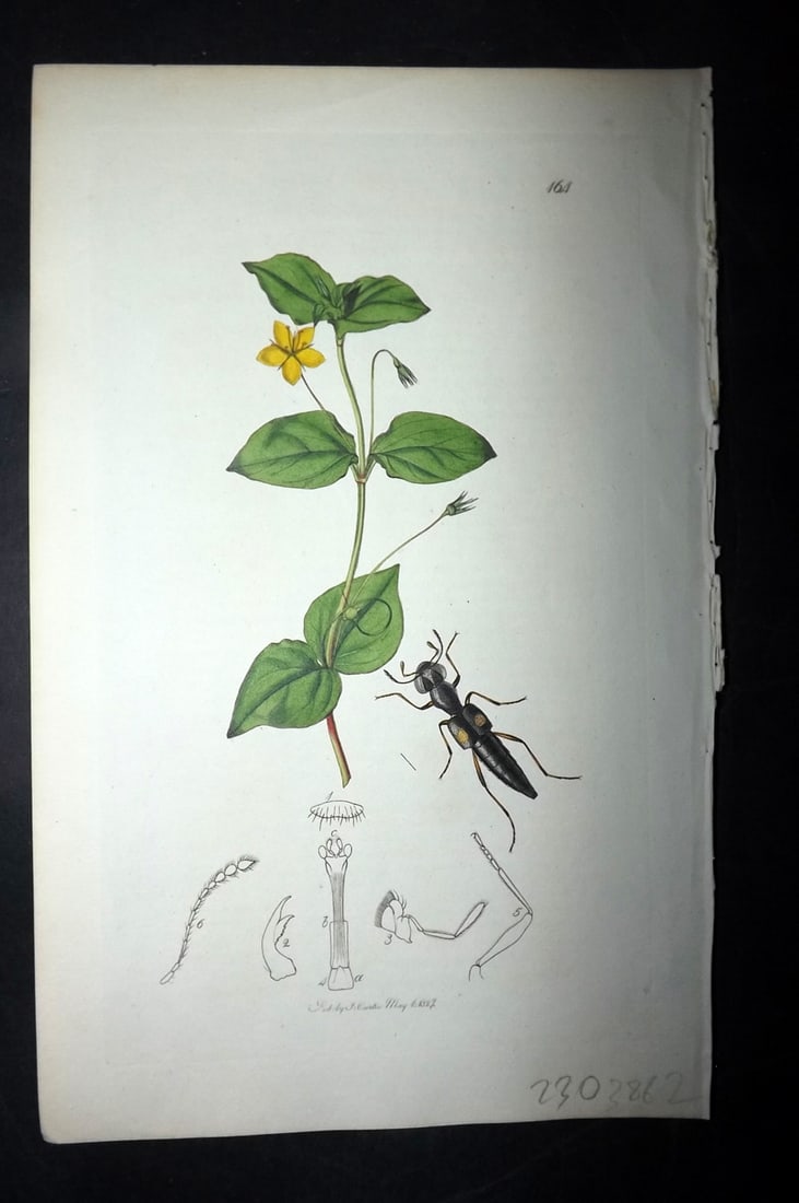 Curtis, William 1827 Hand Col Insect Botanical Print. Stenus Kirbii 164 (1 of 1)