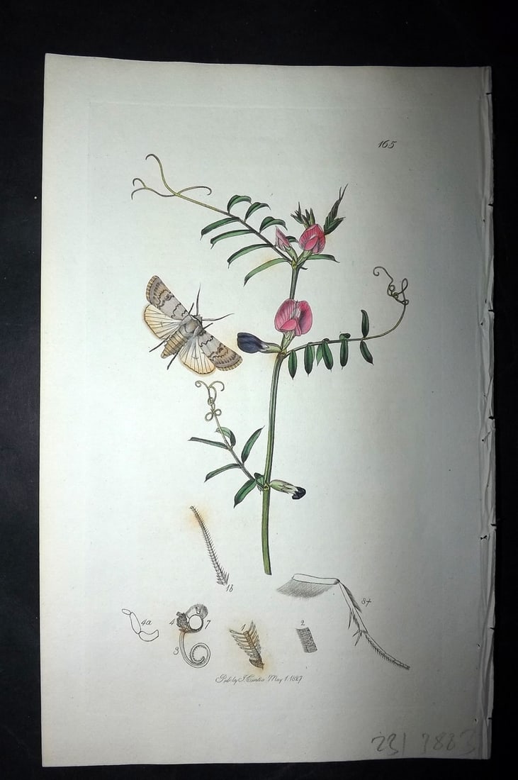 Curtis, William 1827 Hand Col Insect Botanical Print. Light Feathered Rustic Moth 165 (1 of 1)