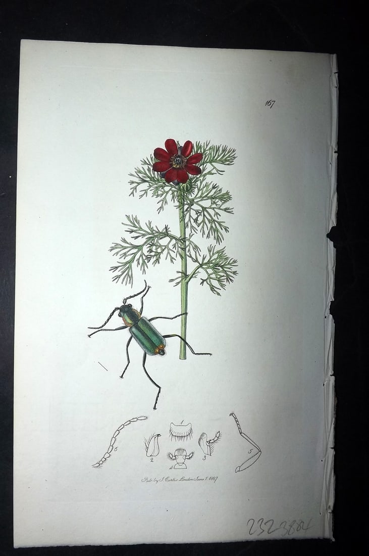 Curtis, William 1827 Hand Col Insect Botanical Print. Malachius Bispinosus 167 (1 of 1)