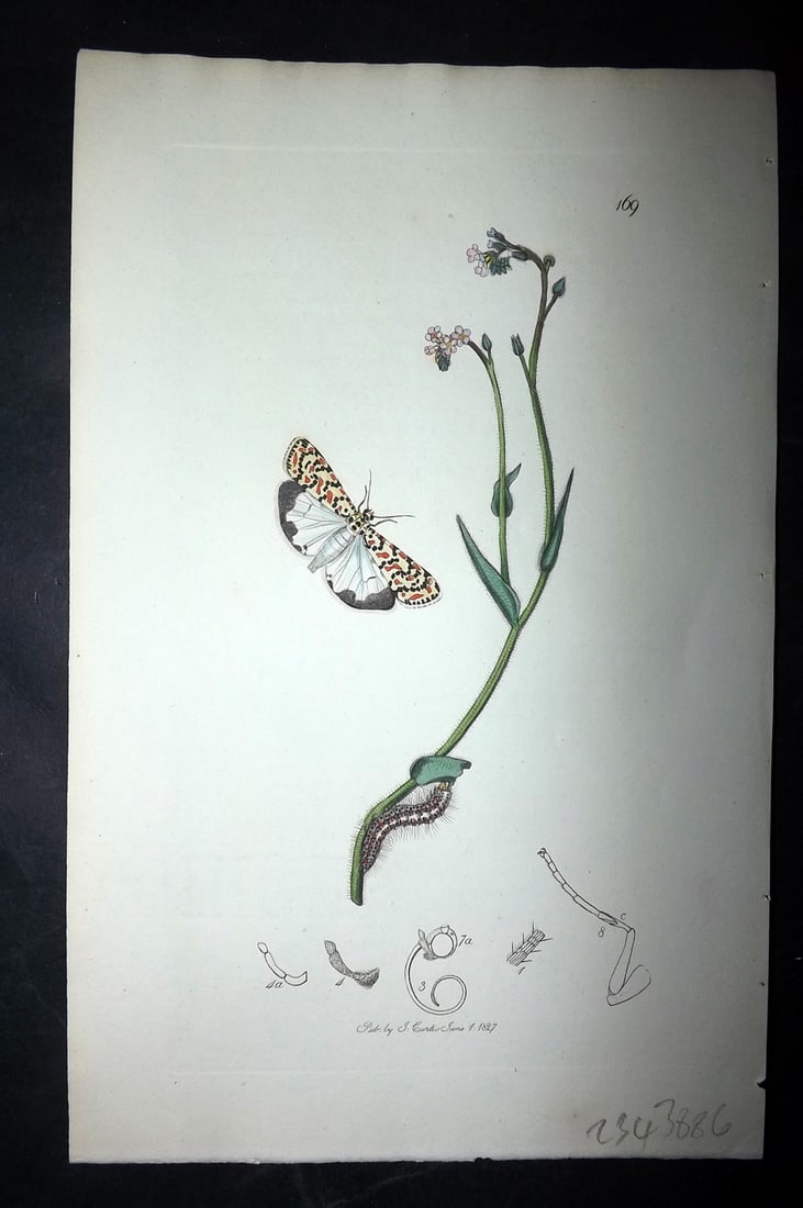 Curtis, William 1827 Hand Col Insect Botanical Print. Crimson Speckled Footman Moth 169 (1 of 1)