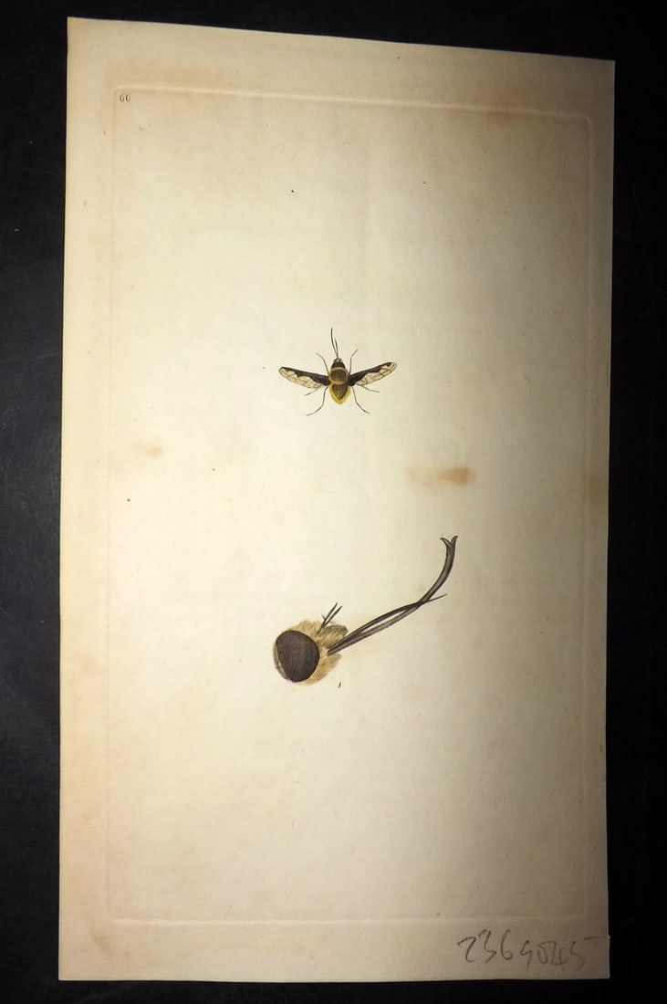 Donovan, Edward 1790's Hand Col Insect Print. Humble Bee Fly 66: Hand Colored Etchings Published 1796-1813, London for "The Natural History of British Insects" by Edward Donovan. With accompanying descriptive text. Paper Size: 9.5 x 6 inch (24 x 15cm) Good Conditio