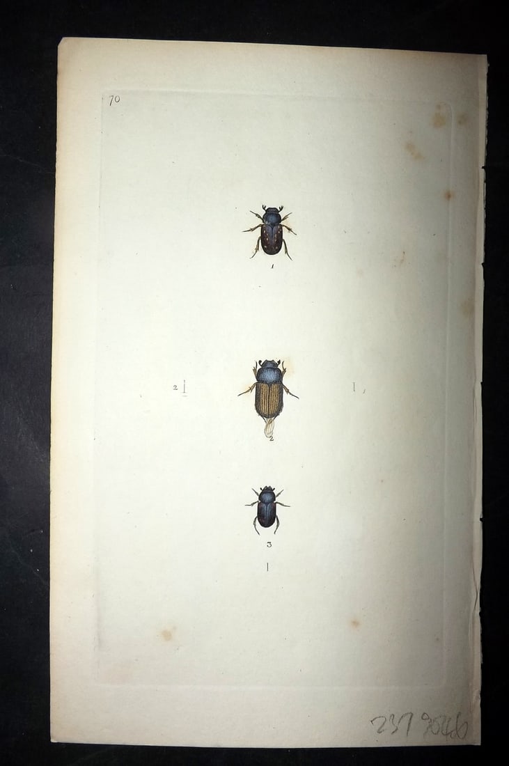 Donovan, Edward 1790's Hand Col Insect Print. Scarabaeus Testudinarius 70: Hand Colored Etchings Published 1796-1813, London for "The Natural History of British Insects" by Edward Donovan. With accompanying descriptive text. Paper Size: 9.5 x 6 inch (24 x 15cm) Good Conditio