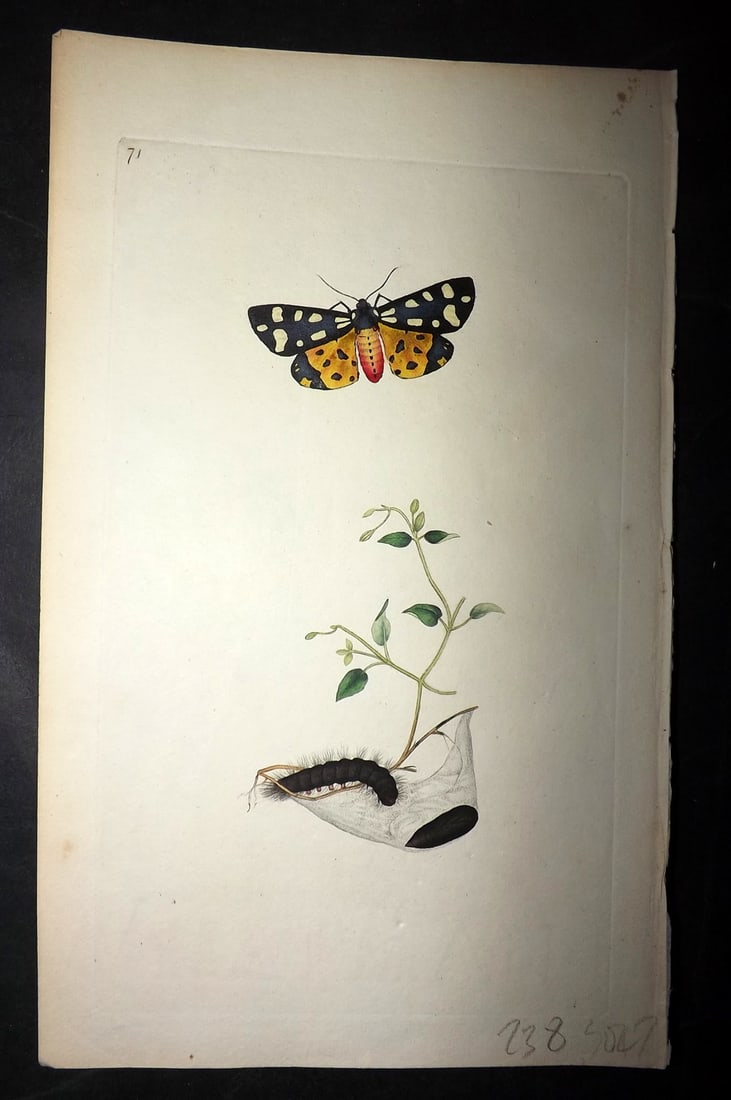 Donovan, Edward 1790's Hand Col Insect Print. Cream Spot Tiger Moth 71: Hand Colored Etchings Published 1796-1813, London for "The Natural History of British Insects" by Edward Donovan. With accompanying descriptive text. Paper Size: 9.5 x 6 inch (24 x 15cm) Good Conditio