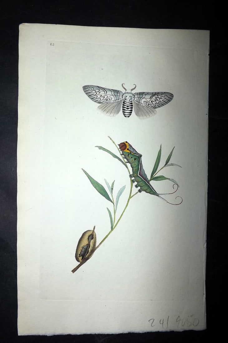Donovan, Edward 1790's Hand Col Insect Print. Puss Moth 85 (1 of 1)