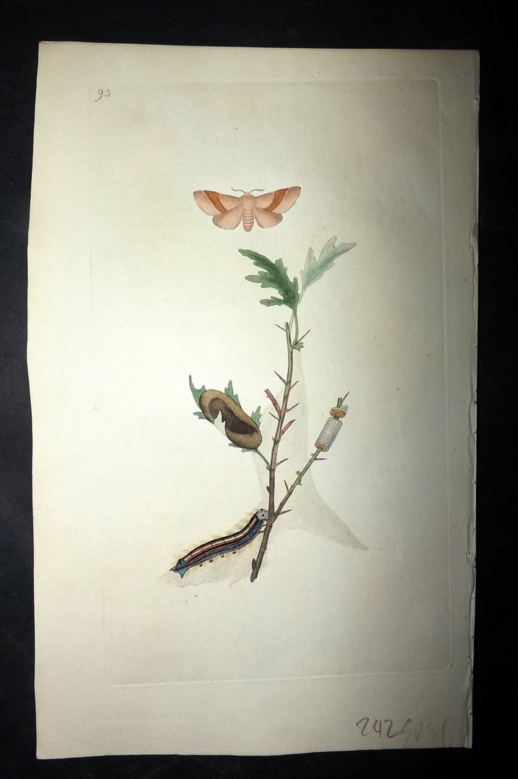 Donovan, Edward 1790's Hand Col Insect Print. Lackey Moth 95: Hand Colored Etchings Published 1796-1813, London for "The Natural History of British Insects" by Edward Donovan. With accompanying descriptive text. Paper Size: 9.5 x 6 inch (24 x 15cm) Good Conditio