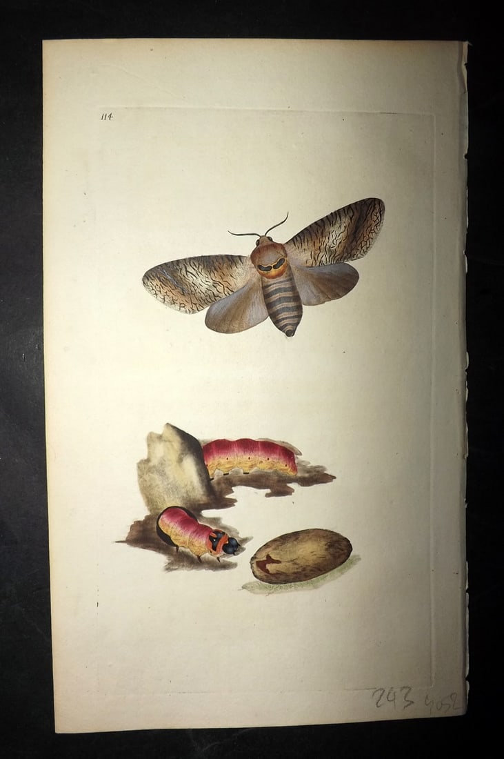 Donovan, Edward 1790's Hand Col Insect Print. Goat Moth 114: Hand Colored Etchings Published 1796-1813, London for "The Natural History of British Insects" by Edward Donovan. With accompanying descriptive text. Paper Size: 9.5 x 6 inch (24 x 15cm) Good Conditio