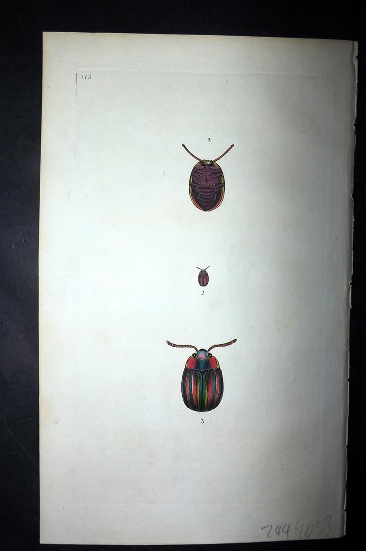Donovan, Edward 1790's Hand Col Insect Print. Chrysomela Cerealis 115: Hand Colored Etchings Published 1796-1813, London for "The Natural History of British Insects" by Edward Donovan. With accompanying descriptive text. Paper Size: 9.5 x 6 inch (24 x 15cm) Good Conditio