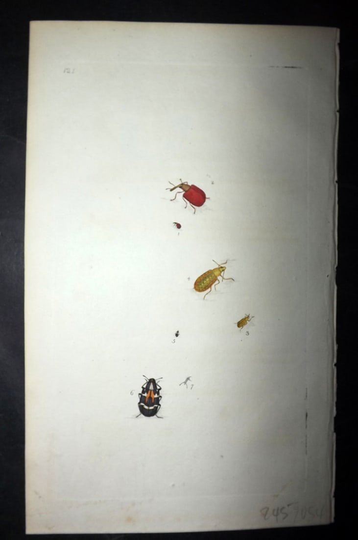 Donovan, Edward 1790's Hand Col Insect Print. Curculio 121: Hand Colored Etchings Published 1796-1813, London for "The Natural History of British Insects" by Edward Donovan. With accompanying descriptive text. Paper Size: 9.5 x 6 inch (24 x 15cm) Good Conditio