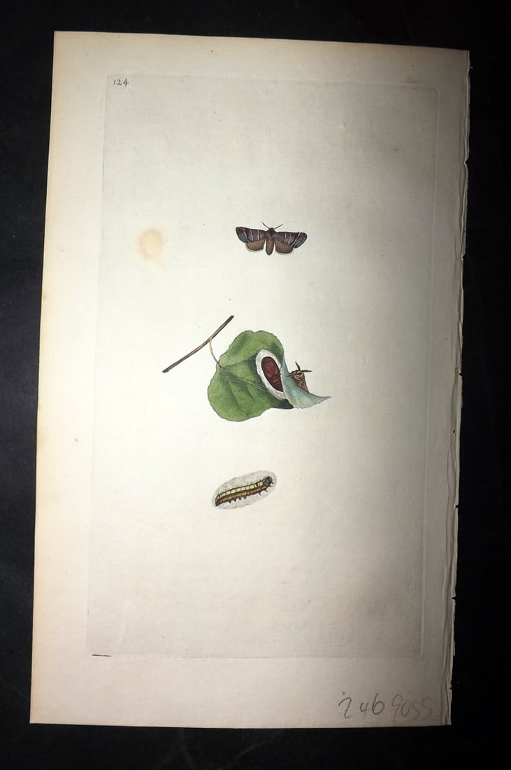 Donovan, Edward 1790's Hand Col Insect Print. Scarce Chocolate Tip Moth 124: Hand Colored Etchings Published 1796-1813, London for "The Natural History of British Insects" by Edward Donovan. With accompanying descriptive text. Paper Size: 9.5 x 6 inch (24 x 15cm) Good Conditio