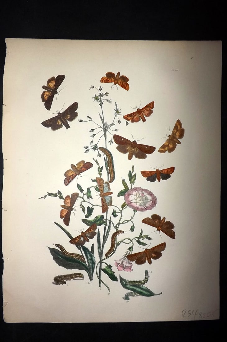 Humphreys & Westwood 1857 Hand Col Moth Print 29: Hand Colored Lithographs Published 1849, London for "British Moths and Their Transformations" by Henry Noel Humphreys & John Obadiah Westwood. Paper Size: 11 x 8.5 inch (28 x 22cm) Good Condition