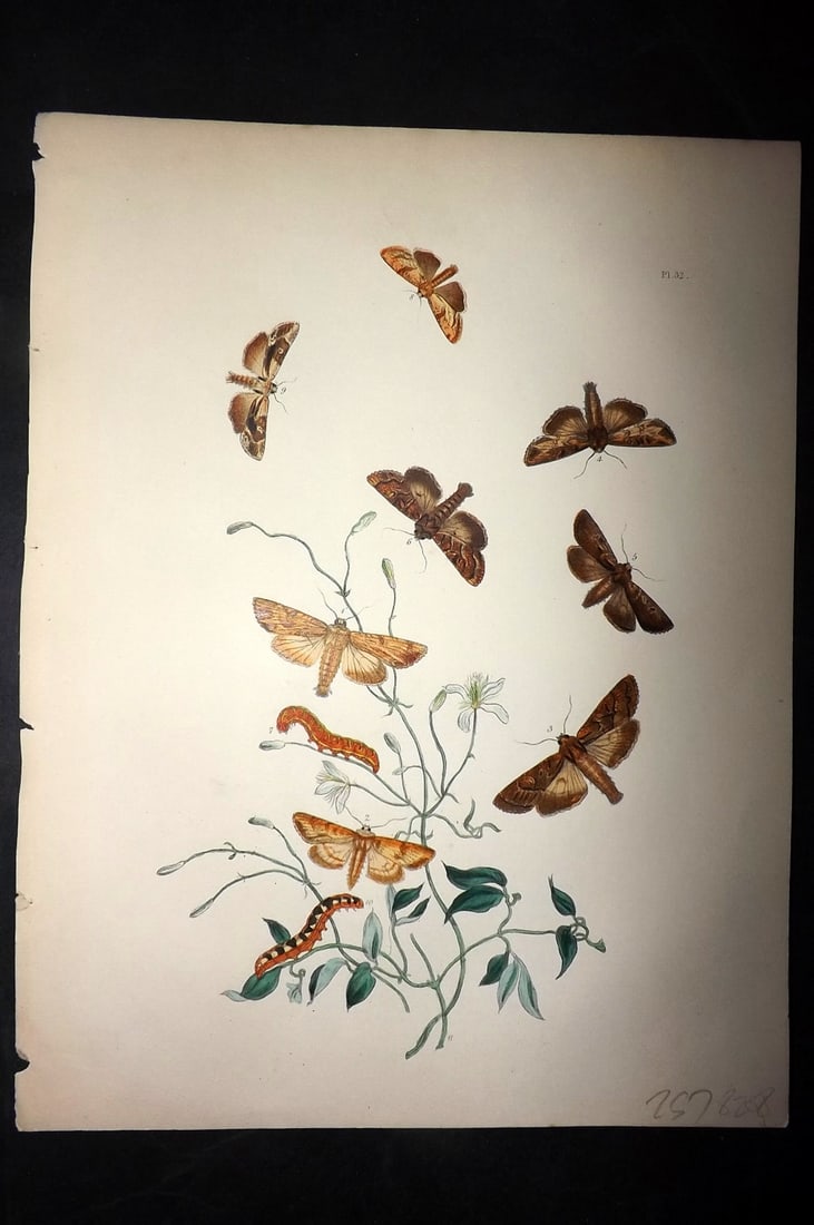 Humphreys & Westwood 1857 Hand Col Moth Print 32: Hand Colored Lithographs Published 1849, London for "British Moths and Their Transformations" by Henry Noel Humphreys & John Obadiah Westwood. Paper Size: 11 x 8.5 inch (28 x 22cm) Good Condition