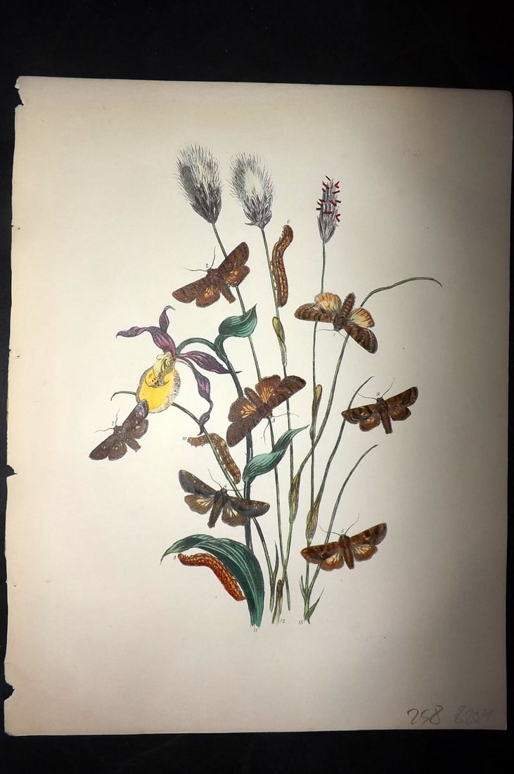 Humphreys & Westwood 1857 Hand Col Moth Print 33: Hand Colored Lithographs Published 1849, London for "British Moths and Their Transformations" by Henry Noel Humphreys & John Obadiah Westwood. Paper Size: 11 x 8.5 inch (28 x 22cm) Good Condition