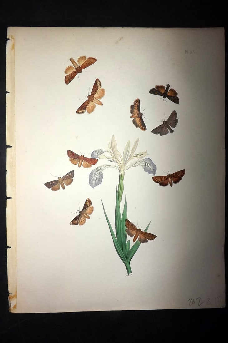 Humphreys & Westwood 1857 Hand Col Moth Print 37: Hand Colored Lithographs Published 1849, London for "British Moths and Their Transformations" by Henry Noel Humphreys & John Obadiah Westwood. Paper Size: 11 x 8.5 inch (28 x 22cm) Good Condition