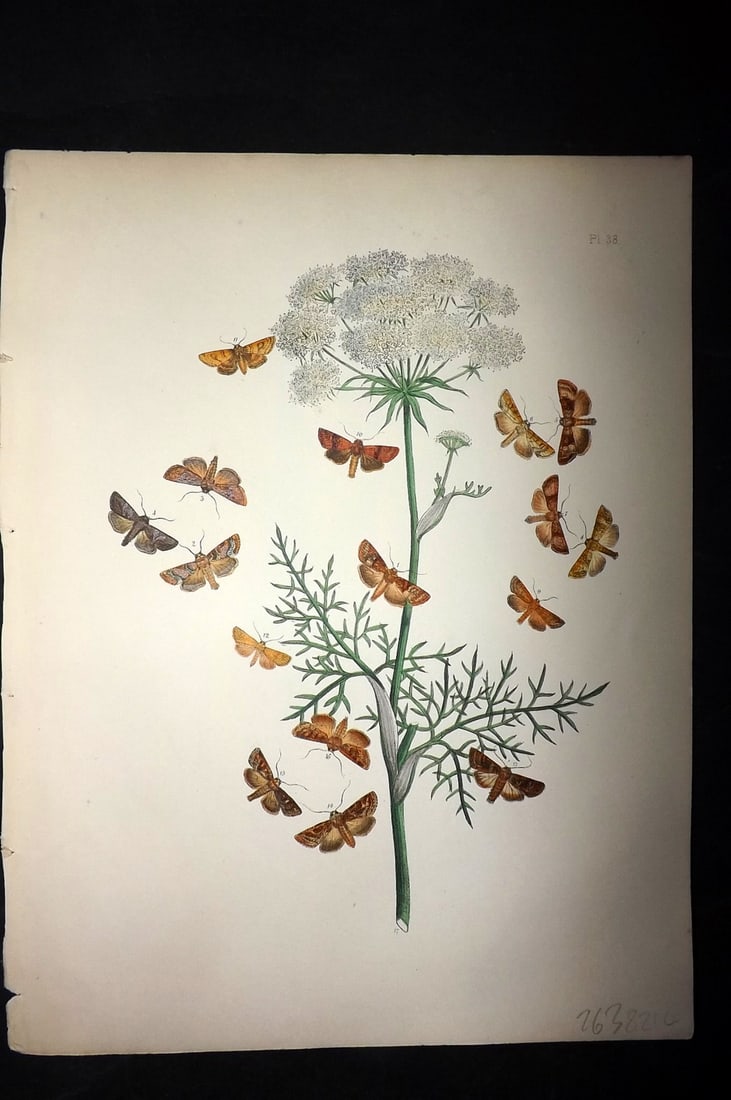 Humphreys & Westwood 1857 Hand Col Moth Print 38: Hand Colored Lithographs Published 1849, London for "British Moths and Their Transformations" by Henry Noel Humphreys & John Obadiah Westwood. Paper Size: 11 x 8.5 inch (28 x 22cm) Good Condition