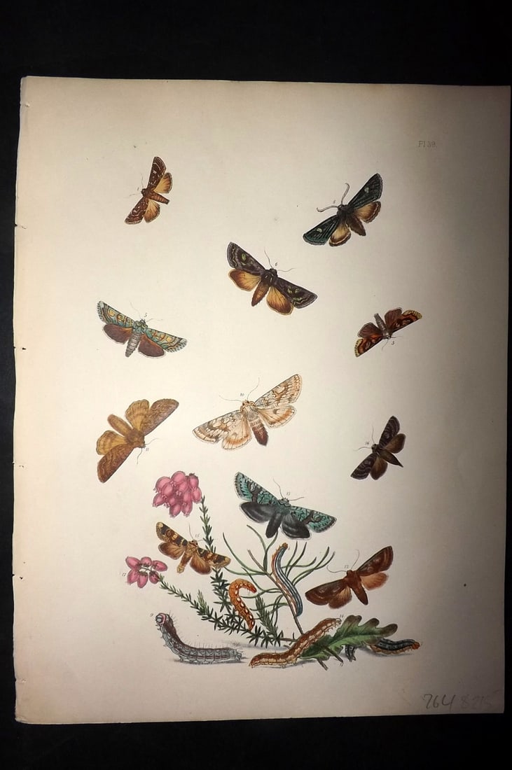 Humphreys & Westwood 1857 Hand Col Moth Print 39 (1 of 1)