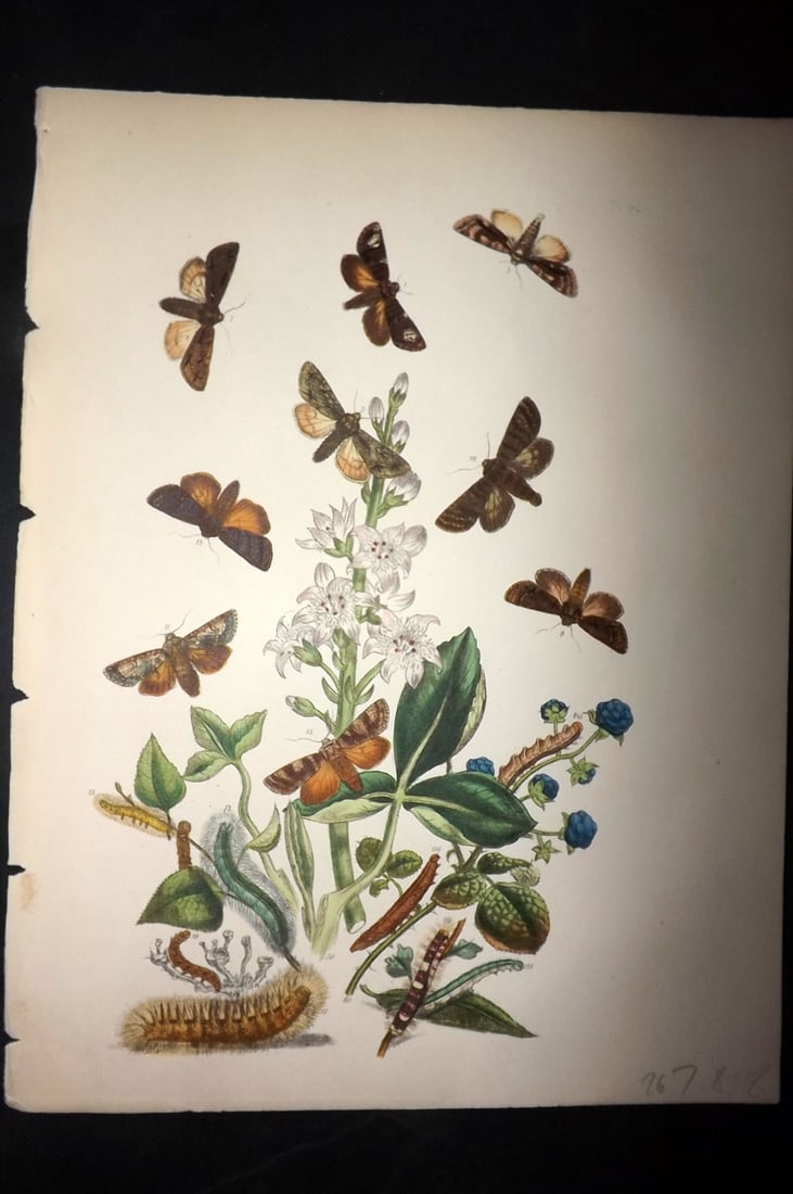 Humphreys & Westwood 1857 Hand Col Moth Print 42: Hand Colored Lithographs Published 1849, London for "British Moths and Their Transformations" by Henry Noel Humphreys & John Obadiah Westwood. Paper Size: 11 x 8.5 inch (28 x 22cm) Good Condition