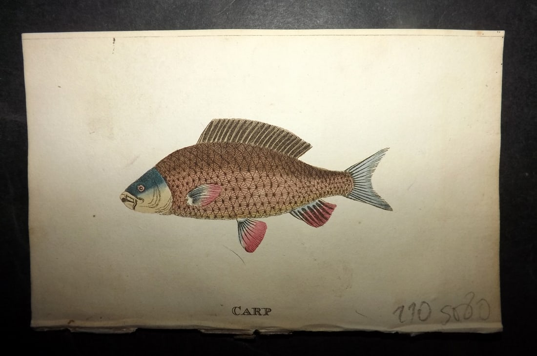 Holloway, William 1804 Hand Col Fish Print. Carp: Hand Colored Copper Plate Published 1803-04, London for "The British Museum; Or Elegant Repository of Natural History" by William Holloway and John Branch. Paper Size: 5 x 3.5 inch (13 x 9cm) Good Con