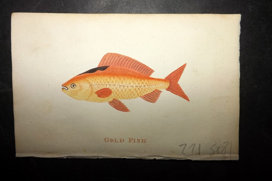 Holloway, William 1804 Hand Col Fish Print. Gold Fish: Hand Colored Copper Plate Published 1803-04, London for "The British Museum; Or Elegant Repository of Natural History" by William Holloway and John Branch. Paper Size: 5 x 3.5 inch (13 x 9cm) Good Con
