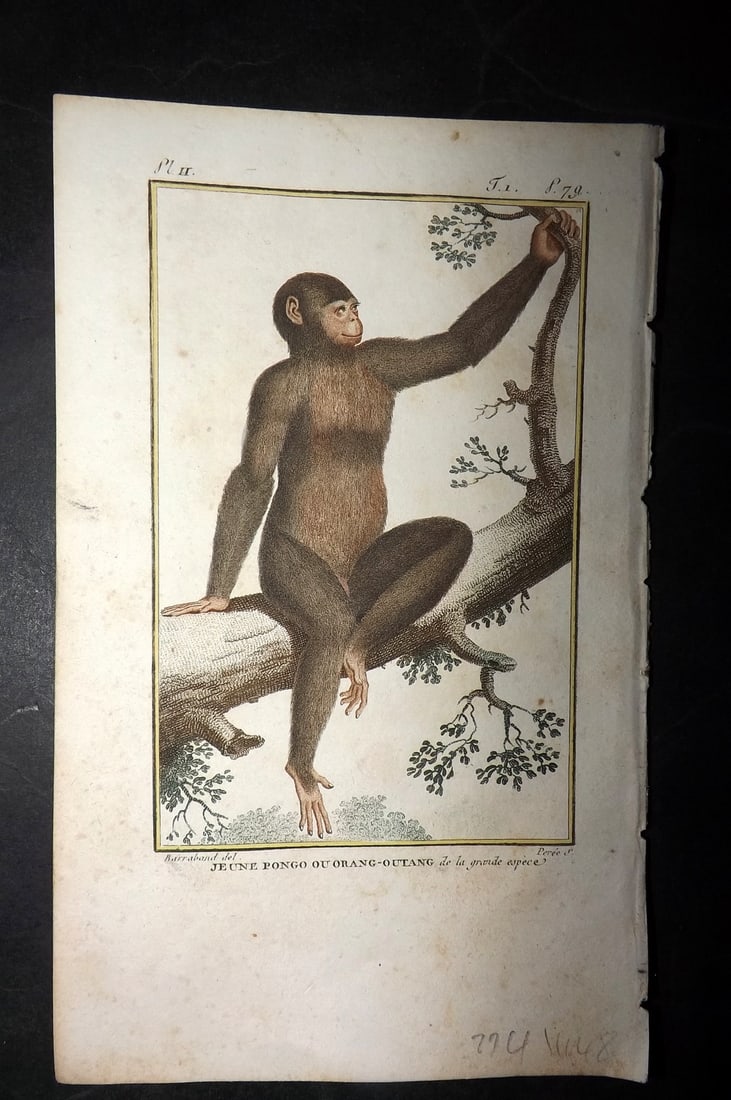 Latreille, Pierre-Andre 1800 Hand Col Monkey Print. Jeune Pongo ou Orang-Outang 02: Hand Colored Copper Plate Published 1800, Paris for "Histoire Naturelle des Singes" by Pierre-Andre Latreille and the Comte de Buffon. Paper Size: 8 x 4.75 inch (20 x 12cm) Very minor toning. Good Con