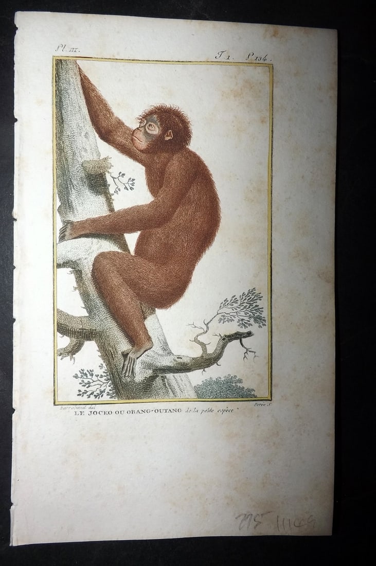 Latreille, Pierre-Andre 1800 Hand Col Monkey Print. Le Jocko ou Orang-Outang 03: Hand Colored Copper Plate Published 1800, Paris for "Histoire Naturelle des Singes" by Pierre-Andre Latreille and the Comte de Buffon. Paper Size: 8 x 4.75 inch (20 x 12cm) Very minor toning. Good Con