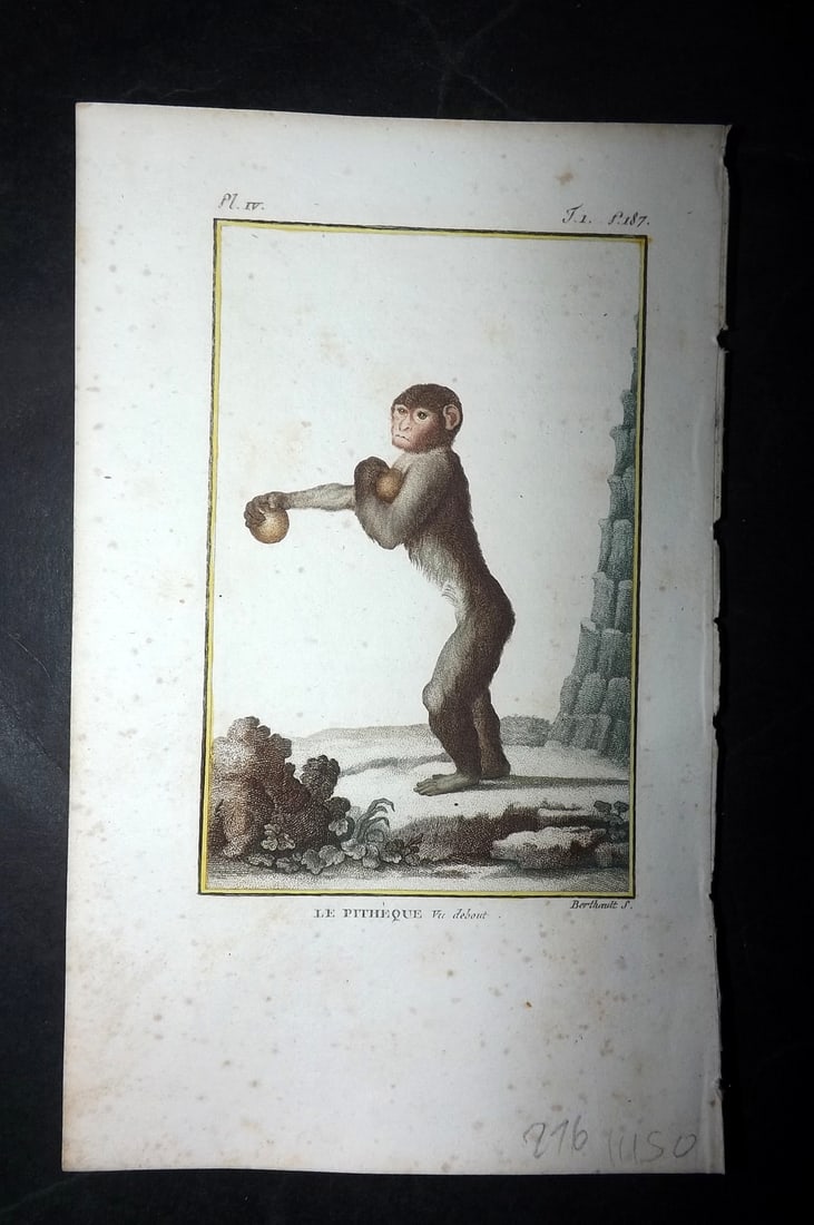 Latreille, Pierre-Andre 1800 Hand Col Monkey Print. Le Pitheque 04: Hand Colored Copper Plate Published 1800, Paris for "Histoire Naturelle des Singes" by Pierre-Andre Latreille and the Comte de Buffon. Paper Size: 8 x 4.75 inch (20 x 12cm) Very minor toning. Good Con