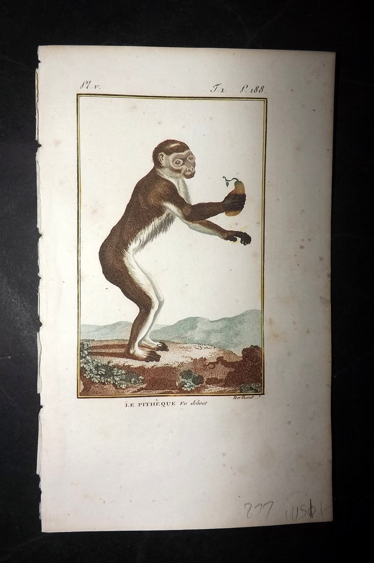 Latreille, Pierre-Andre 1800 Hand Col Monkey Print. Le Pitheque 05: Hand Colored Copper Plate Published 1800, Paris for "Histoire Naturelle des Singes" by Pierre-Andre Latreille and the Comte de Buffon. Paper Size: 8 x 4.75 inch (20 x 12cm) Very minor toning. Good Con