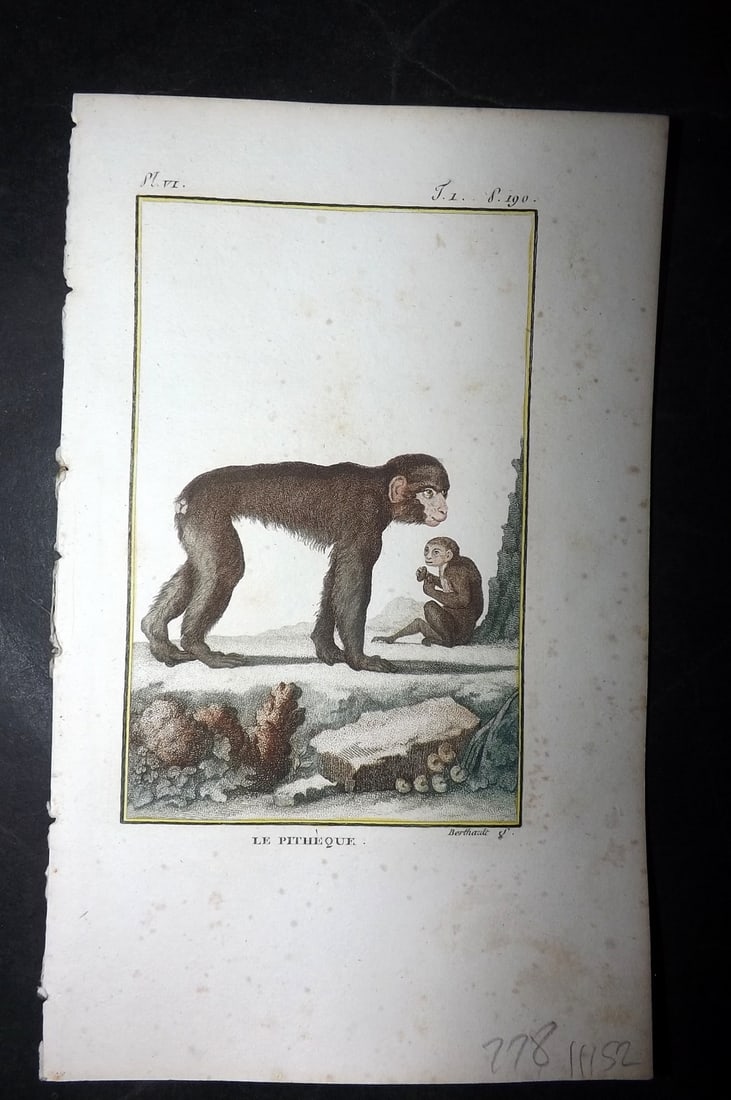 Latreille, Pierre-Andre 1800 Hand Col Monkey Print. Le Pitheque 06: Hand Colored Copper Plate Published 1800, Paris for "Histoire Naturelle des Singes" by Pierre-Andre Latreille and the Comte de Buffon. Paper Size: 8 x 4.75 inch (20 x 12cm) Very minor toning. Good Con