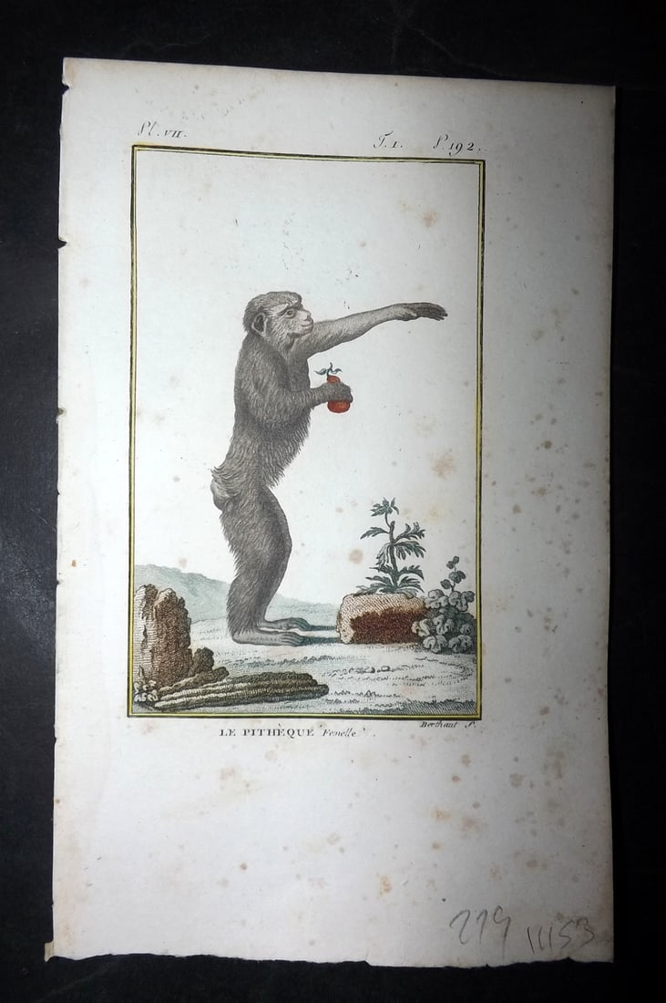 Latreille, Pierre-Andre 1800 Hand Col Monkey Print. Le Pitheque 07: Hand Colored Copper Plate Published 1800, Paris for "Histoire Naturelle des Singes" by Pierre-Andre Latreille and the Comte de Buffon. Paper Size: 8 x 4.75 inch (20 x 12cm) Very minor toning. Good Con