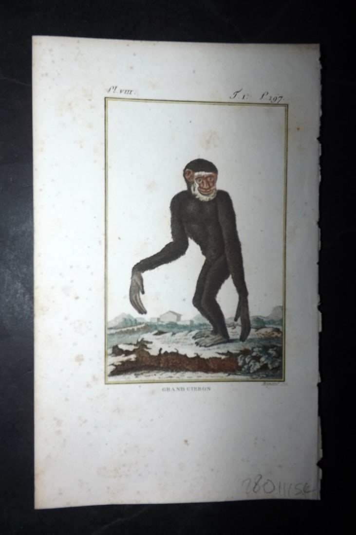 Latreille, Pierre-Andre 1800 Hand Col Monkey Print. Grand Gibbon 08: Hand Colored Copper Plate Published 1800, Paris for "Histoire Naturelle des Singes" by Pierre-Andre Latreille and the Comte de Buffon. Paper Size: 8 x 4.75 inch (20 x 12cm) Very minor toning. Good Con