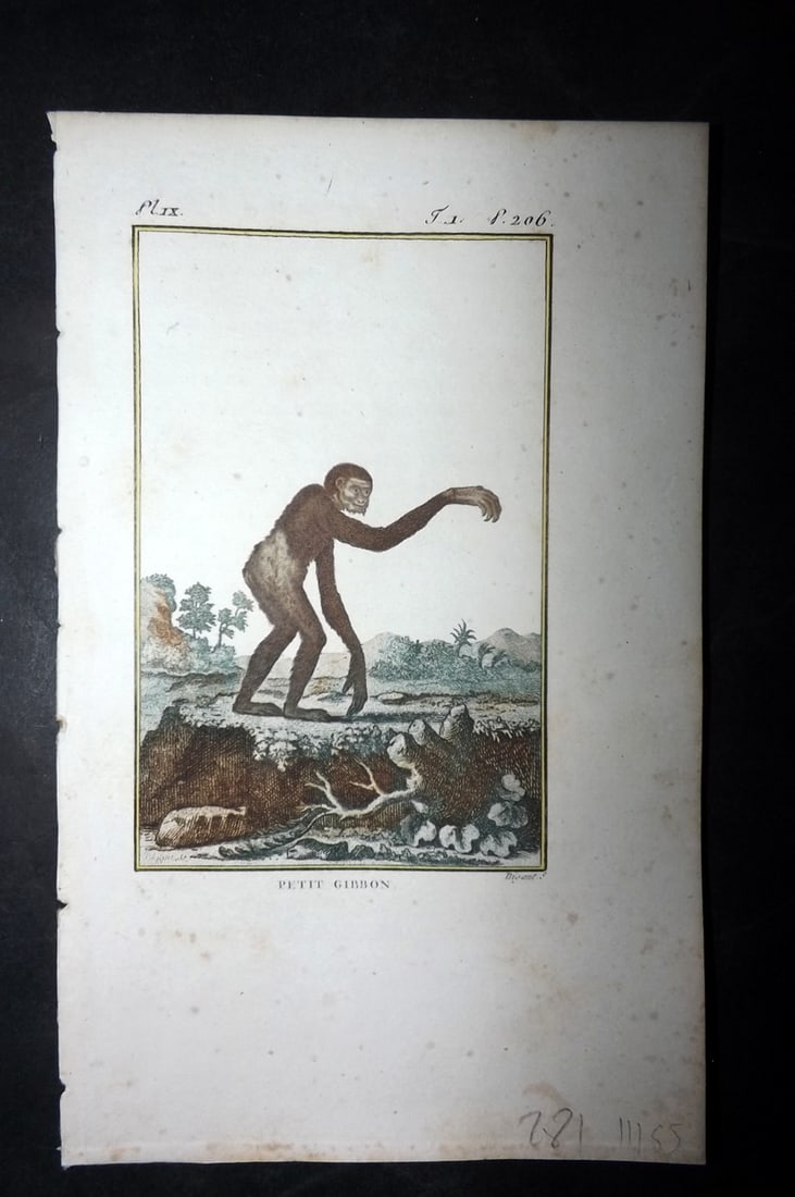 Latreille, Pierre-Andre 1800 Hand Col Monkey Print. Petit Gibbon 09: Hand Colored Copper Plate Published 1800, Paris for "Histoire Naturelle des Singes" by Pierre-Andre Latreille and the Comte de Buffon. Paper Size: 8 x 4.75 inch (20 x 12cm) Very minor toning. Good Con