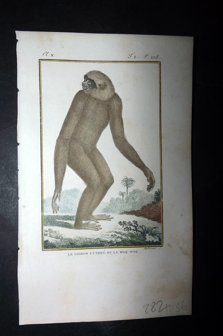 Latreille, Pierre-Andre 1800 Hand Col Monkey Print. Le Gibbon Cendre ou le Wou Wou 10: Hand Colored Copper Plate Published 1800, Paris for "Histoire Naturelle des Singes" by Pierre-Andre Latreille and the Comte de Buffon. Paper Size: 8 x 4.75 inch (20 x 12cm) Very minor toning. Good Con