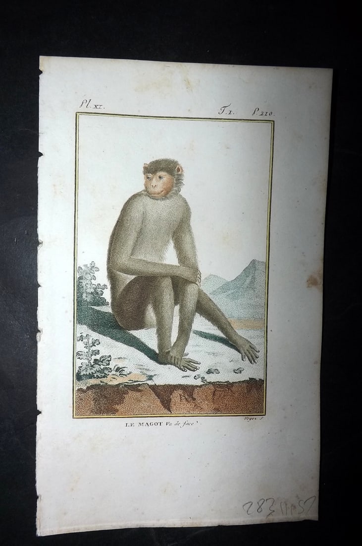 Latreille, Pierre-Andre 1800 Hand Col Monkey Print. Le Magot 11: Hand Colored Copper Plate Published 1800, Paris for "Histoire Naturelle des Singes" by Pierre-Andre Latreille and the Comte de Buffon. Paper Size: 8 x 4.75 inch (20 x 12cm) Very minor toning. Good Con