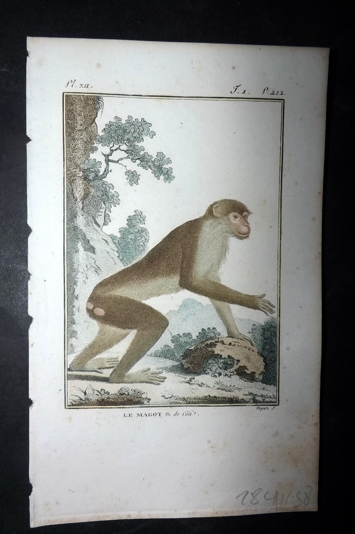 Latreille, Pierre-Andre 1800 Hand Col Monkey Print. Le Magot 12: Hand Colored Copper Plate Published 1800, Paris for "Histoire Naturelle des Singes" by Pierre-Andre Latreille and the Comte de Buffon. Paper Size: 8 x 4.75 inch (20 x 12cm) Very minor toning. Good Con