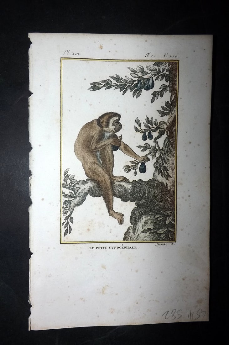 Latreille, Pierre-Andre 1800 Hand Col Monkey Print. Le Petit Cynocephale 13: Hand Colored Copper Plate Published 1800, Paris for "Histoire Naturelle des Singes" by Pierre-Andre Latreille and the Comte de Buffon. Paper Size: 8 x 4.75 inch (20 x 12cm) Very minor toning. Good Con