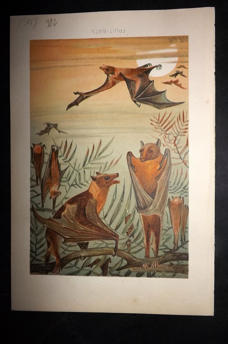 Lydekker, Richard 1896 Antique Print. Fruit Bats: Chromolithograph Published 1894-96, London for "The Royal Natural History" by Richard Lydekker. Illustrated by Smit, Keulemans, Wolf and others. Paper Size: 10 x 6.5 inch (25 x 16.5cm) Good Condition
