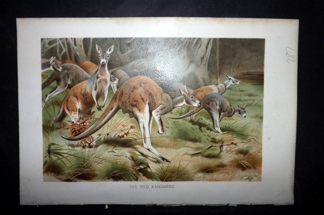 Lydekker, Richard 1896 Antique Print. Red Kangaroo - Australia: Chromolithograph Published 1894-96, London for "The Royal Natural History" by Richard Lydekker. Illustrated by Smit, Keulemans, Wolf and others. Paper Size: 10 x 6.5 inch (25 x 16.5cm) Good Condition