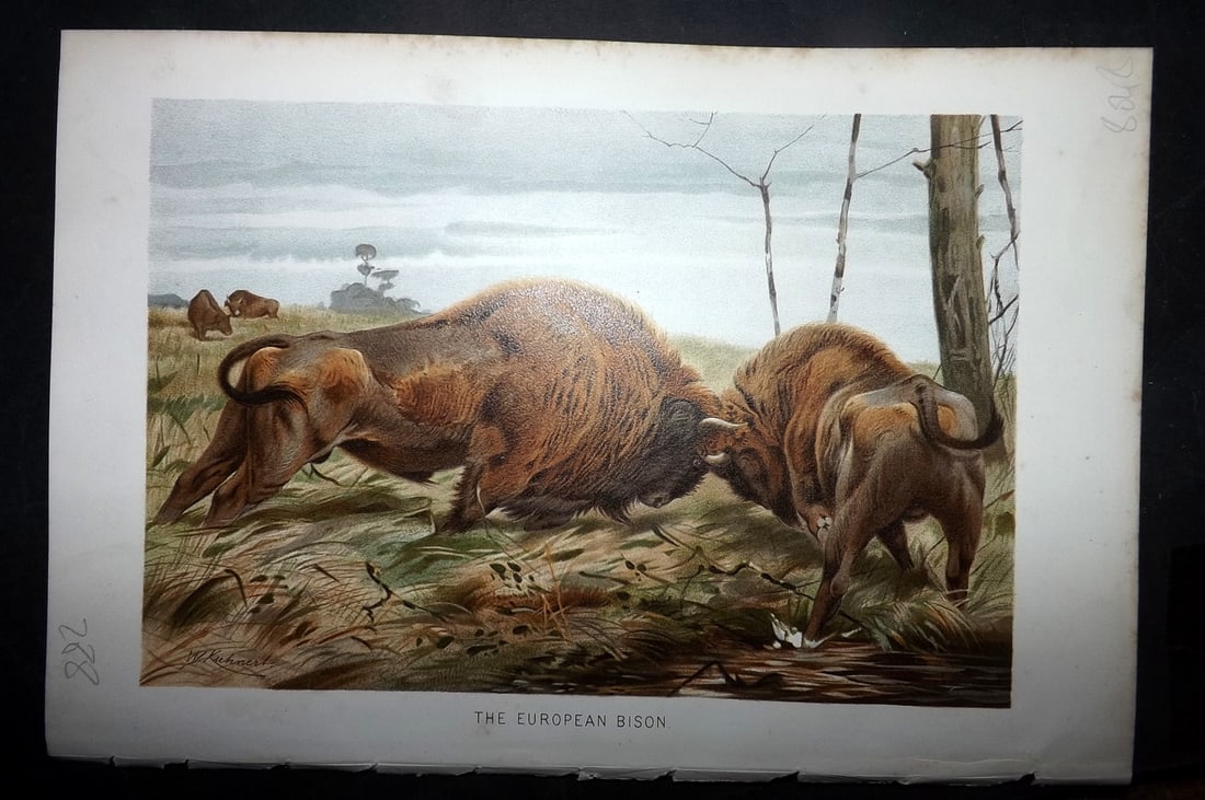 Lydekker, Richard 1896 Antique Print. European Bison: Chromolithograph Published 1894-96, London for "The Royal Natural History" by Richard Lydekker. Illustrated by Smit, Keulemans, Wolf and others. Paper Size: 10 x 6.5 inch (25 x 16.5cm) Good Condition