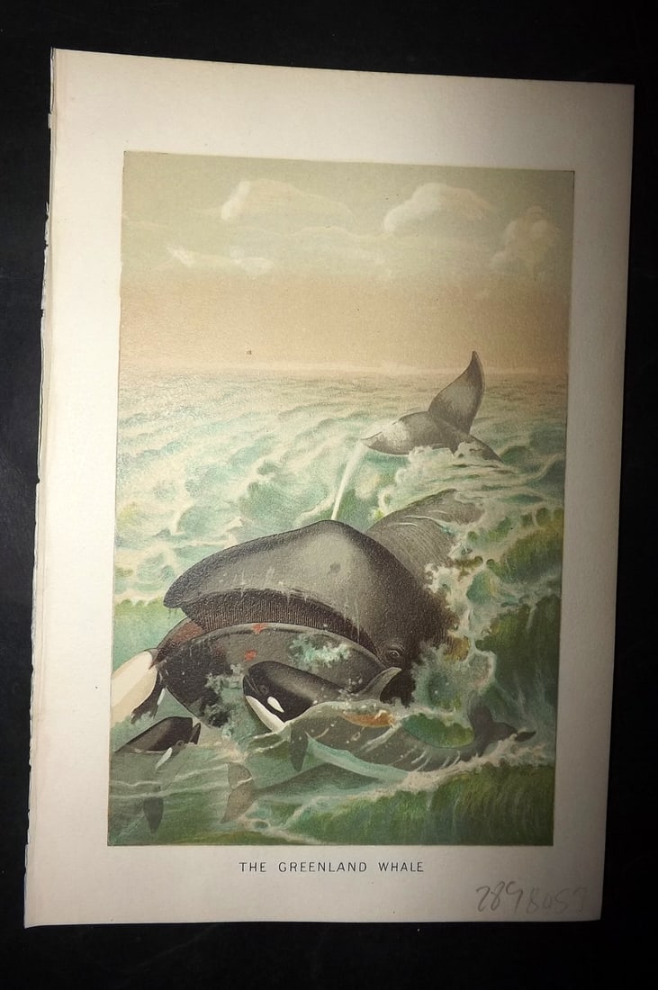 Lydekker, Richard 1896 Antique Print. Greenland Whale: Chromolithograph Published 1894-96, London for "The Royal Natural History" by Richard Lydekker. Illustrated by Smit, Keulemans, Wolf and others. Paper Size: 10 x 6.5 inch (25 x 16.5cm) Good Condition