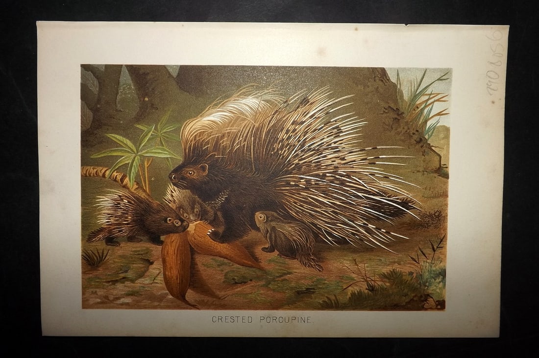 Lydekker, Richard 1896 Antique Print. Crested Porcupine: Chromolithograph Published 1894-96, London for "The Royal Natural History" by Richard Lydekker. Illustrated by Smit, Keulemans, Wolf and others. Paper Size: 10 x 6.5 inch (25 x 16.5cm) Good Condition
