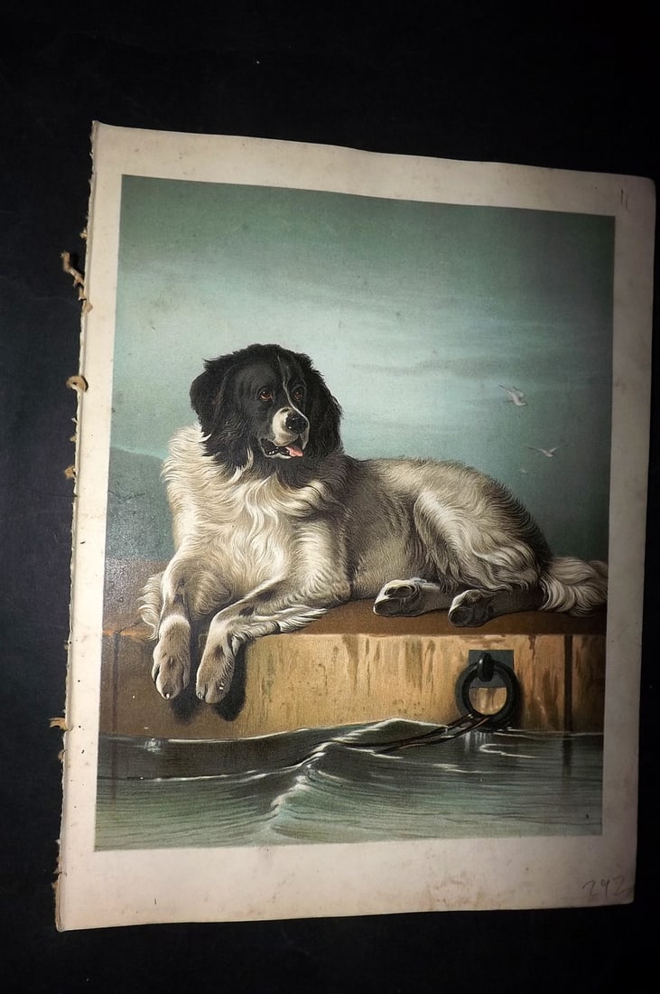 Petland & Landseer C1890 Scarce Antique Dog Print (1 of 2)