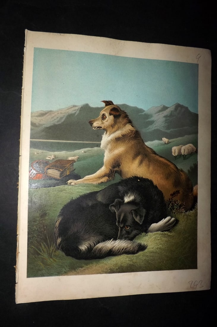 Petland & Landseer C1890 Scarce Antique Dog Print: Chromolithographs Published C1890, London for "Petland Picture Album" Illustrated by Edwin Landseer and others. Mounted back to back on Manilla Card as issued. Scarce. Overall Size: 11 x 8.5 inch (28 