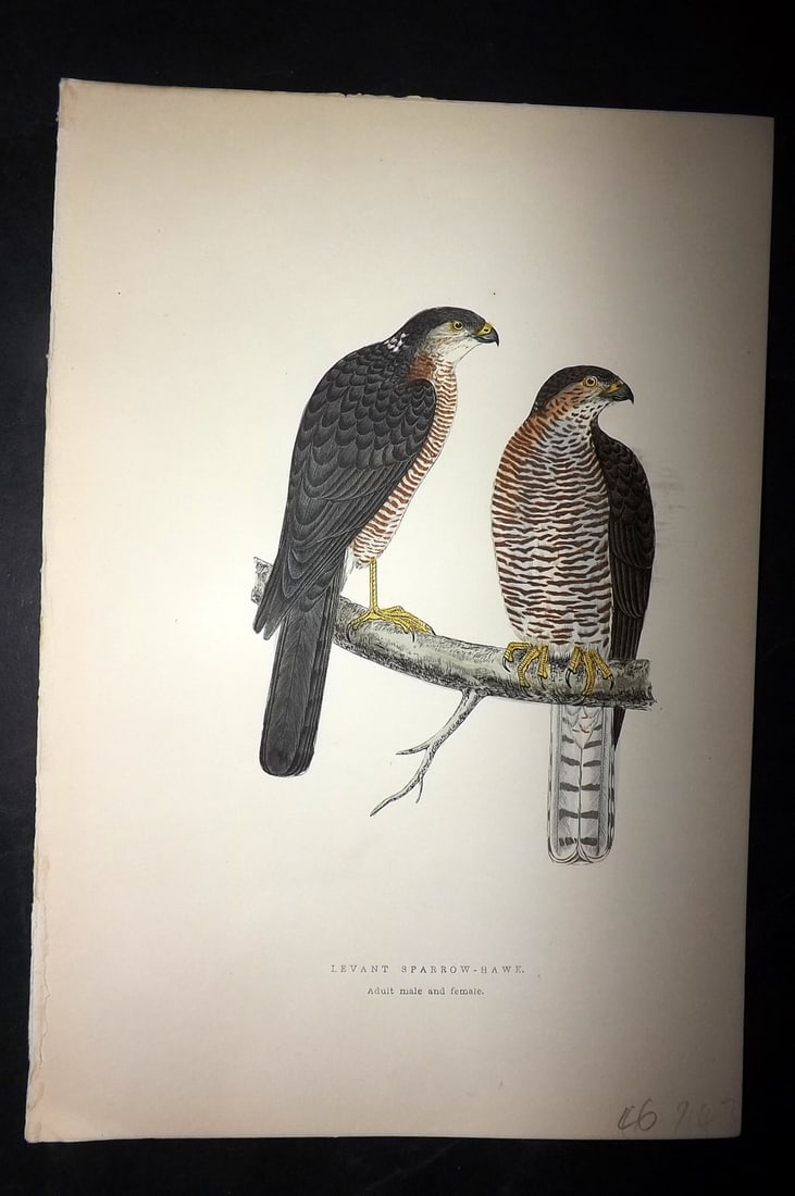 Bree, Charles 1876 Hand Col Bird of Prey Print. Levant Sparrow Hawk - Adult: Woodblock Published 1875-76, London for "A History of the Birds of Europe, Not Observed in the British Isles" by Charles Robert Bree. Printed in colours and finished by hand. Paper Size: 10 x 6.5 inch