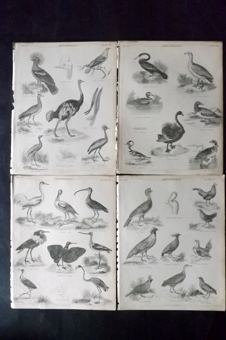 Encyclo. Brit 1850's Lot of 4 Antique Bird Prints: Steel Engraving Published 1853-60 by A & C Black, Edinburgh & London for "Encyclopaedia Britannica" Eighth Edition. Paper Size: 10.5 x 8 inch (27 x 21cm) Good Condition