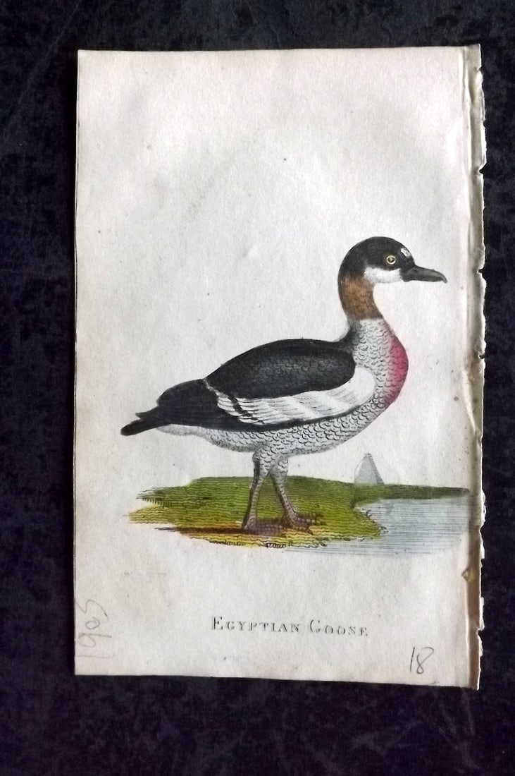 Holloway, William 1804 Hand Col Bird Print. Egyptian Goose (1 of 1)