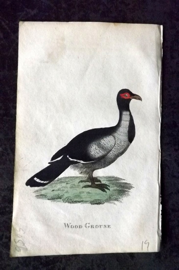 Holloway, William 1804 Hand Col Bird Print. Wood Grouse: Hand Colored Copper Plate Published 1803-04, London for "The British Museum; Or Elegant Repository of Natural History" by William Holloway and John Branch. Paper Size: 5 x 3.5 inch (13 x 9cm) Good Con