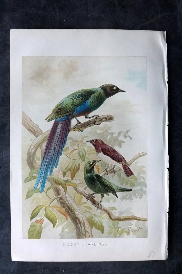 Lydekker, Richard 1896 Bird Print. Glossy Starlings: Chromolithograph Published 1894-96, London for "The Royal Natural History" by Richard Lydekker. Illustrated by Smit, Keulemans, Wolf and others. Paper Size: 10 x 6.5 inch (25 x 16.5cm) Good Condition